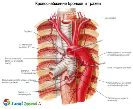 Бронхи