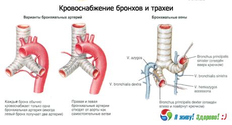 Бронхи