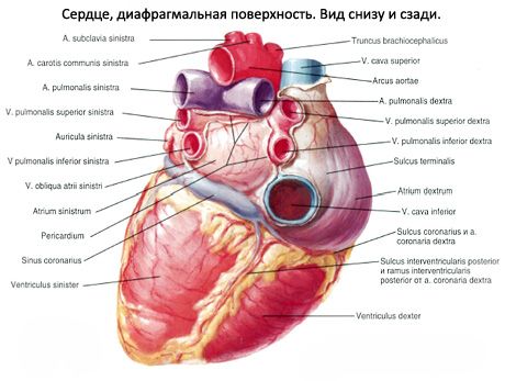 Сърце