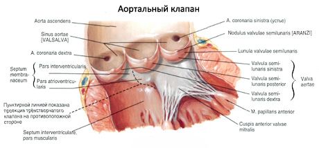 Сърце