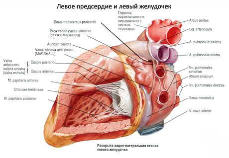 Сърце