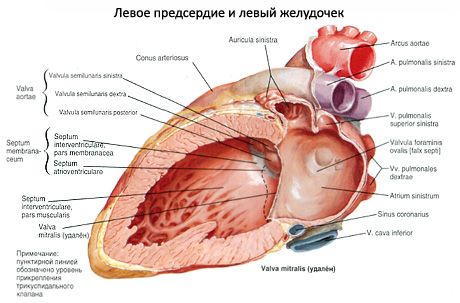Сърце