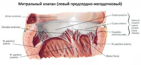 Сърце