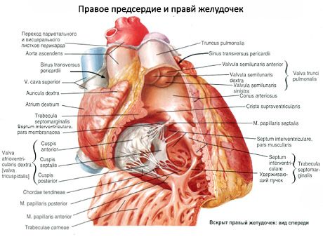 Сърце