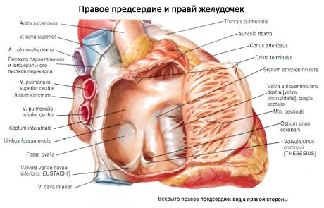 Сърце