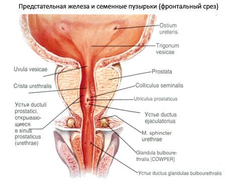 Простатна жлеза (простата)