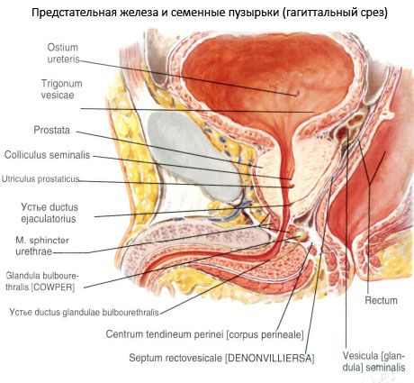 Простатна жлеза (простата)