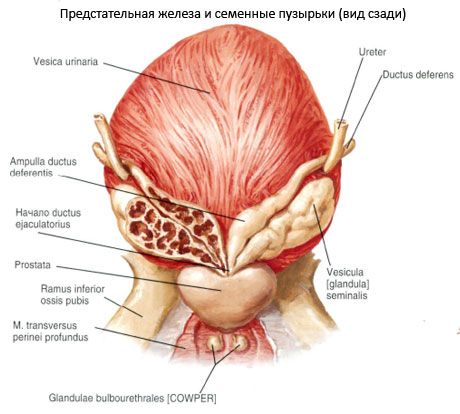 Простатна жлеза (простата)