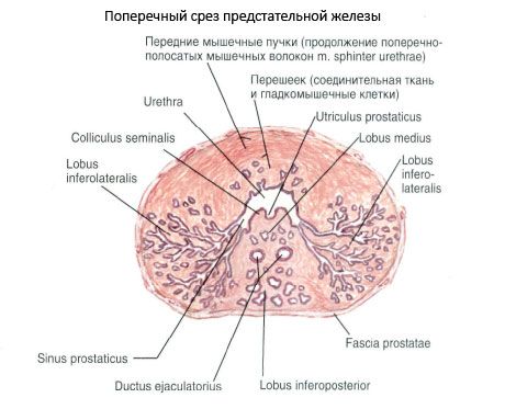 Структура на простатната жлеза