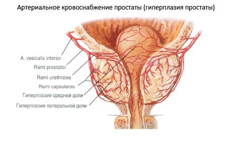 Съдове и нерви на простатната жлеза